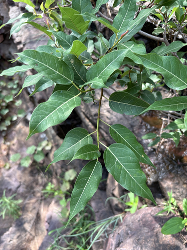 White fig