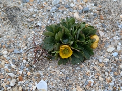 Ranunculus sulphureus, photograph author not stated, no rights reserved