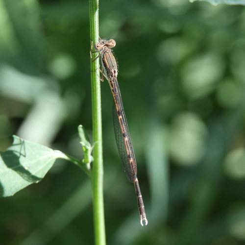Common Winter Damselfly