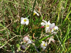 Oxalis versicolor, photograph (c) De Waal Hugo, some rights reserved (CC BY)