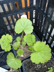 Pelargonium transvaalense