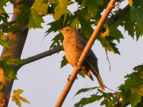 Brown-headed Cowbird photographed in Wisconsin