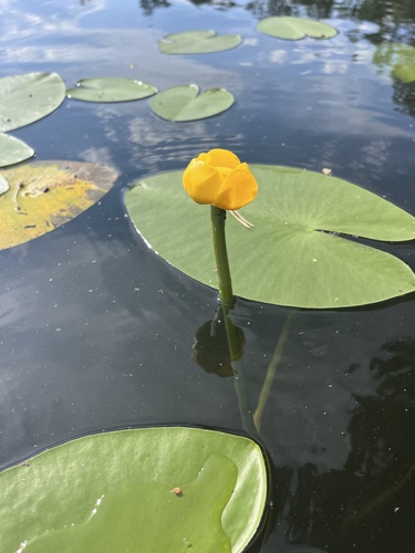 yellow water-lily