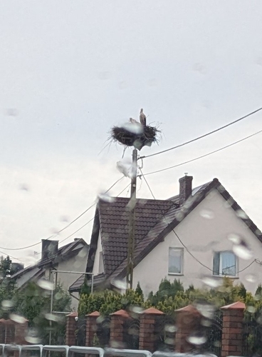 White Stork