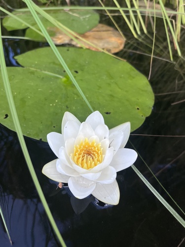 white water lily