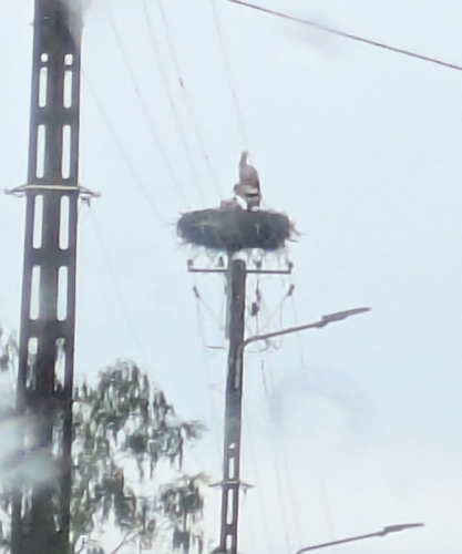 White Stork