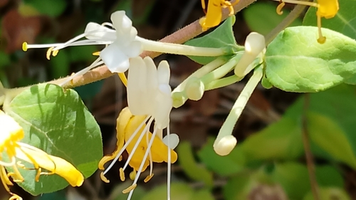 Japanese honeysuckle