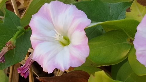 field bindweed