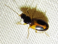 Badister elegans