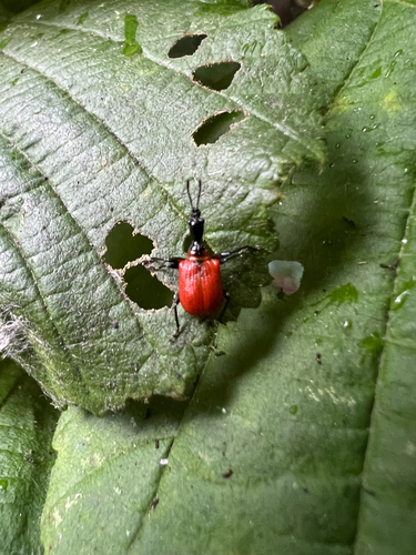 Hazel leaf-roller weevil