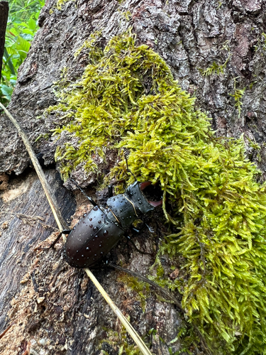 European Stag Beetle