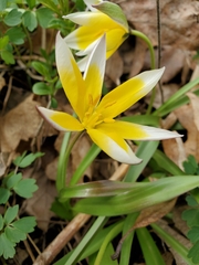 Tulipa urumiensis