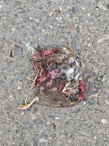 House Sparrow