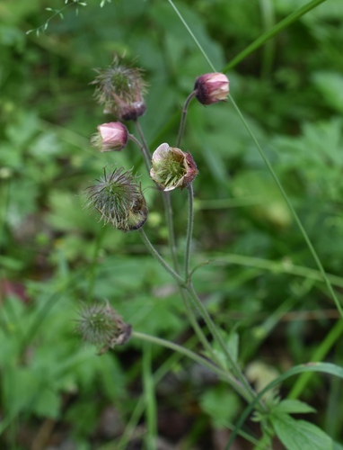 Наблюдение на iNaturalist