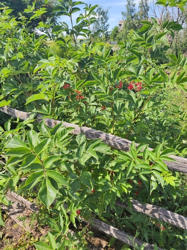 red-berried elder