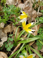 Tulipa urumiensis