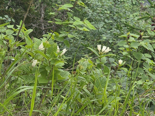 Weigela middendorffiana, photograph 3