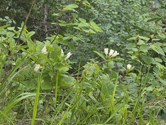 Weigela middendorffiana, photograph (c) Anastasia Balaeva, some rights reserved (CC BY)
