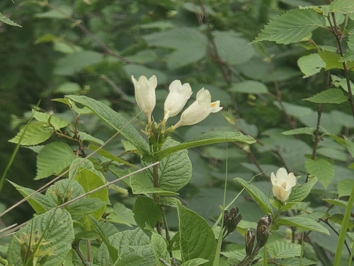 Weigela middendorffiana, photograph 4