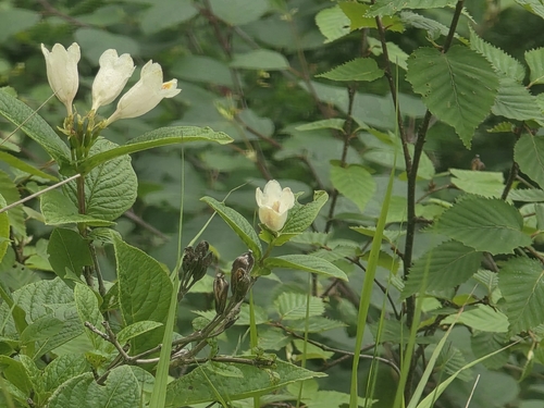 Weigela middendorffiana, photograph 5