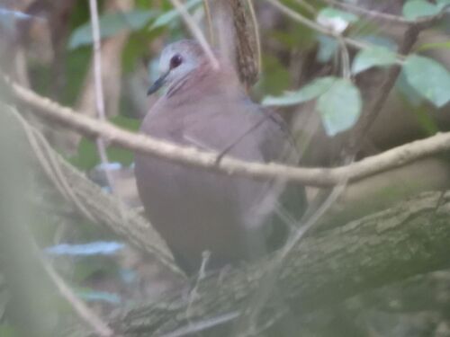 iNaturalist image