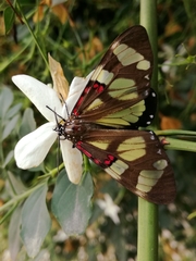 Phaloe cruenta