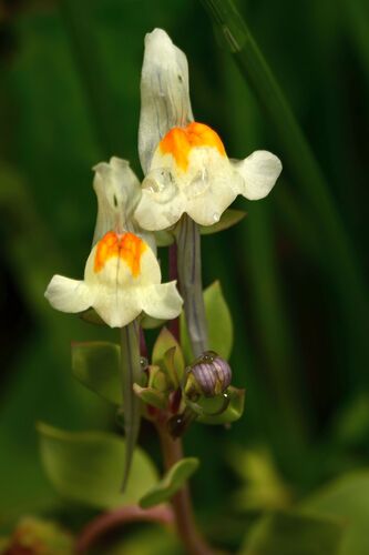 Linaria reflexa, photograph 1