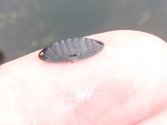 Ischnochiton australis