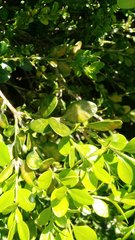 Monarthropalpus flavus