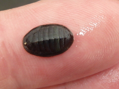 Ischnochiton australis