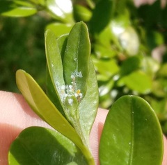Psylla buxi