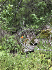 Papaver heterophyllum