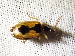 Lebia fuscata
