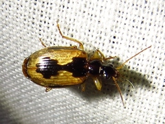 Lebia fuscata
