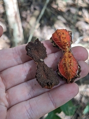 (c) Nina Kerr, some rights reserved (CC BY) Pittosporum moluccanum, photograph (c) Nina Kerr, some rights reserved (CC BY)