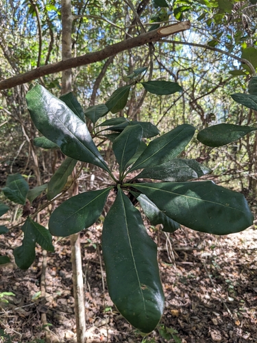 Pittosporum moluccanum, photograph 2