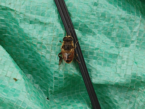 Common Drone Fly
