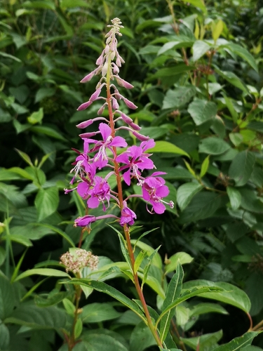 Siauralapis gaurometis
