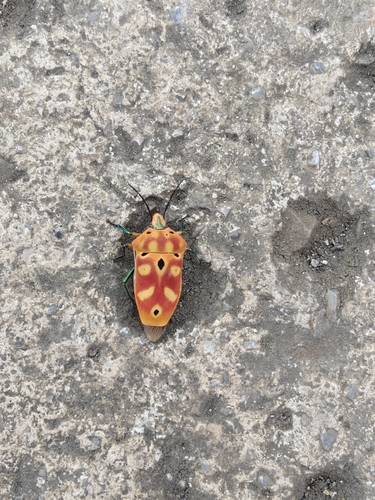 ocellated shield bug