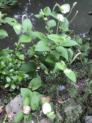 Saururus chinensis