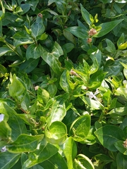Vinca difformis