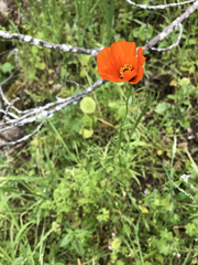 Papaver heterophyllum