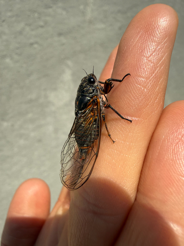 Dimissalna dimissa