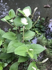 Saururus chinensis