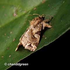 Callopistria flavitincta