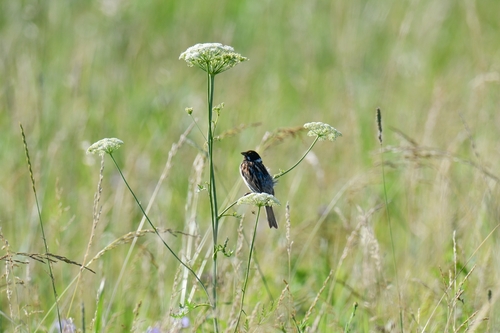Reed Bunting