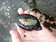 Scutus antipodes