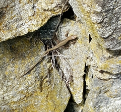 Podarcis muralis maculiventris