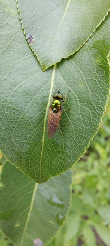 Broad Centurion Fly