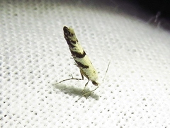 Argyresthia austerella